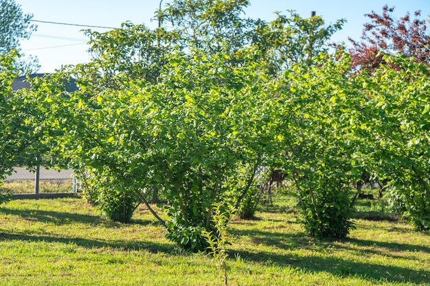 Hazel trees in private yard. sunny day. Plant.