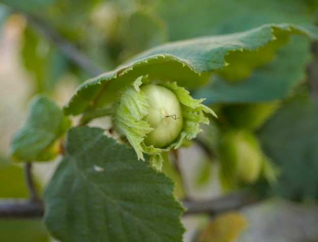 Hazelnoot Corylus op de takken van een boom