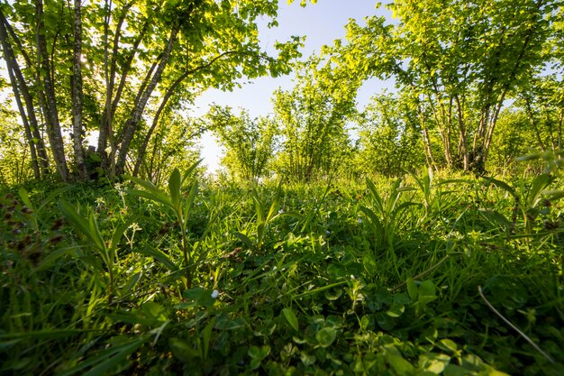 Hazelnootbomen plantage landschap en bekijk grote groep bomen zonlicht