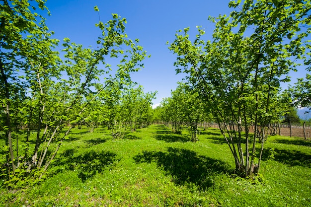 Hazelnootbomen plantage landschap en uitzicht, grote groep bomen