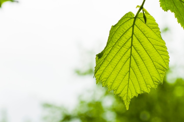 Hazelnootboomverlof, groene verlofachtergrond, daglicht