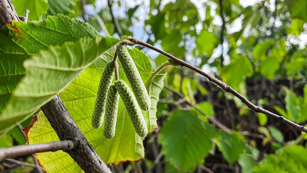 Hazelnootstruik Oorbellen op herfsttakken toekomstige oogst