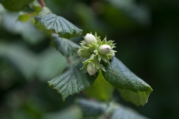 Hazelnoten hangen nog aan de boom