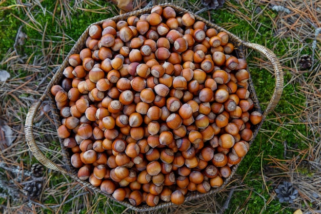 Hazelnoten in een mand in het bos.