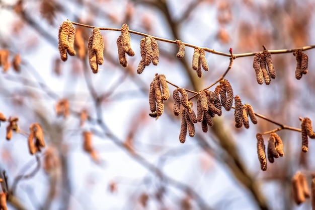 Photo hazelnut catkins in the spring forest springtime