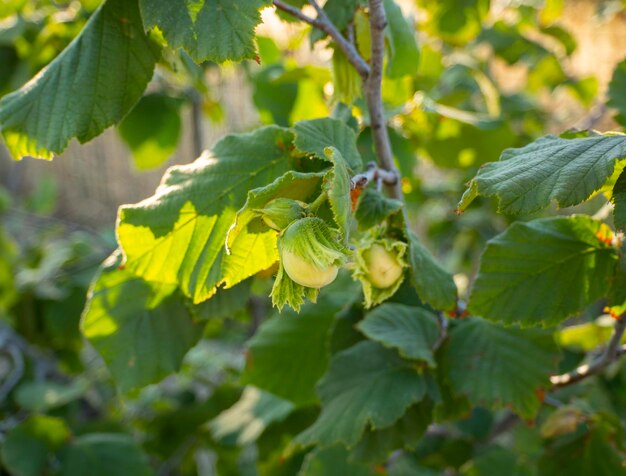 Hazelnut Corylus on the branches of a tree