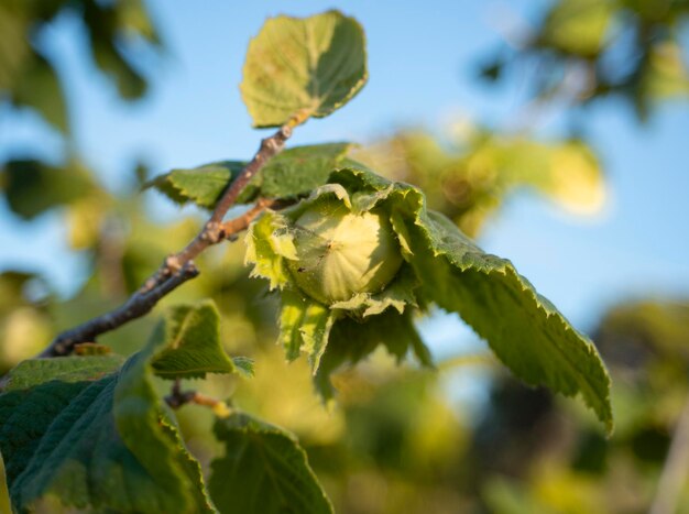 Nocciola corylus sui rami di un albero