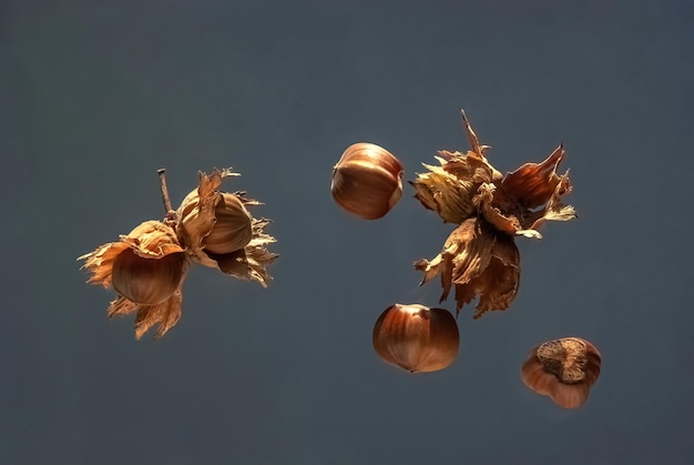 hazelnut hazelnut on a gray background