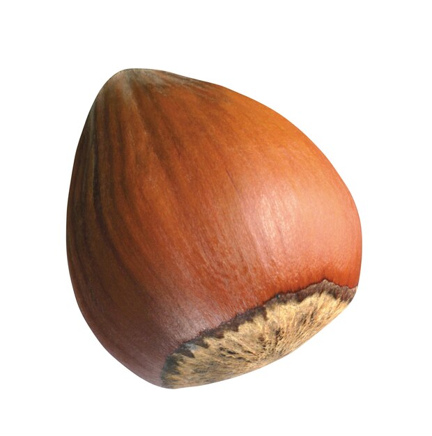 Hazelnut isolated on white