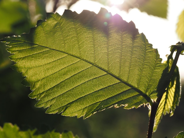 hazelnut leaves in the rays of the setting sun