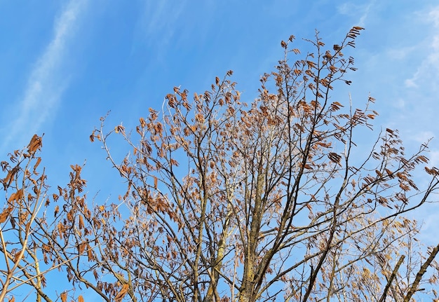 Hazelnut tree blooming in spring Blue sky background
