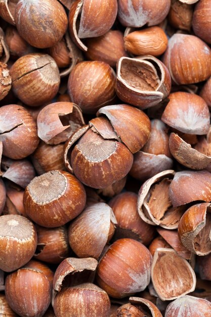 Hazelnuts peeled from the shell