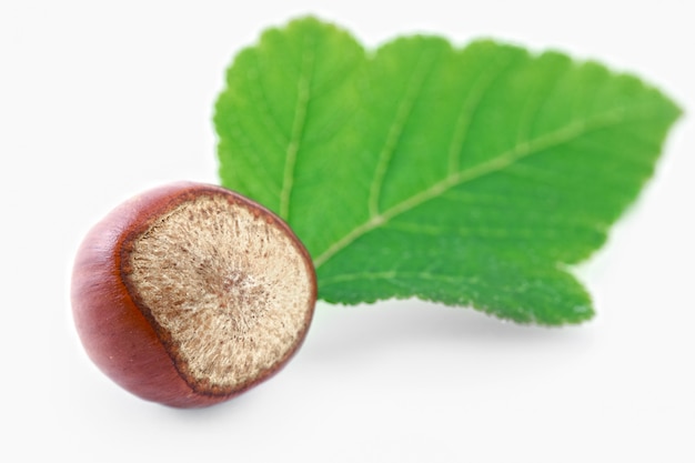 Hazelnuts on a white background