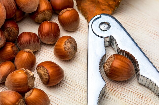 Hazelnuts with cascador. Close-up and view from above.