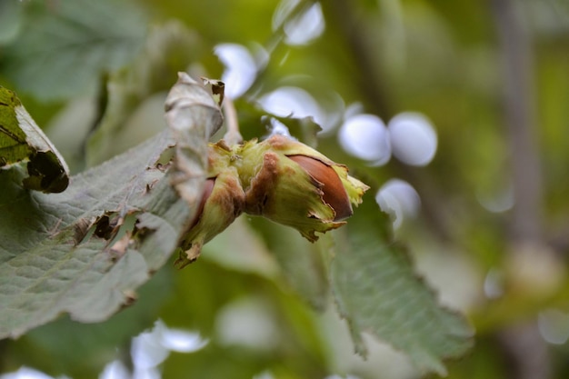 Hazelnuts with leaves on a tree