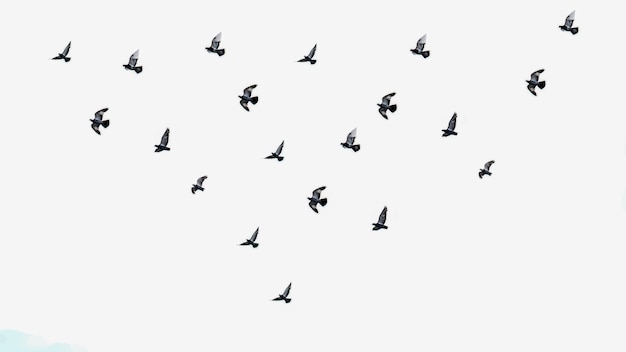 Bella immagine hd di uccelli che volano nel cielo su sfondo isolato