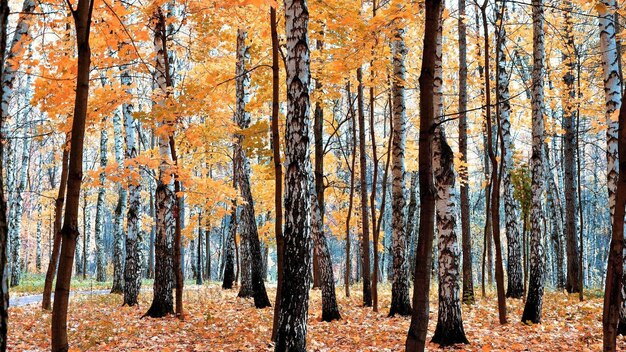 HD natuur landschap behang