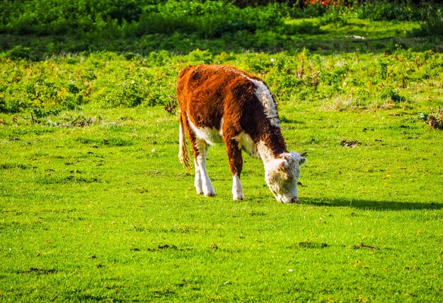 HDR Coe Fen meadowland cattle in Cambridge