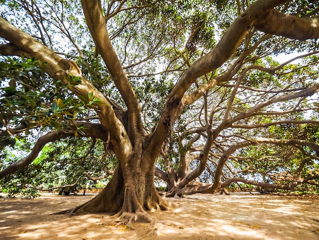 HDR Moreton Bay fig tree