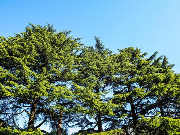 HDR pine Pinus Pinaceae tree over blue sky