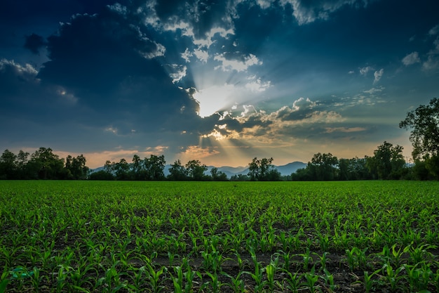 HDR закат и зеленое кукурузное поле