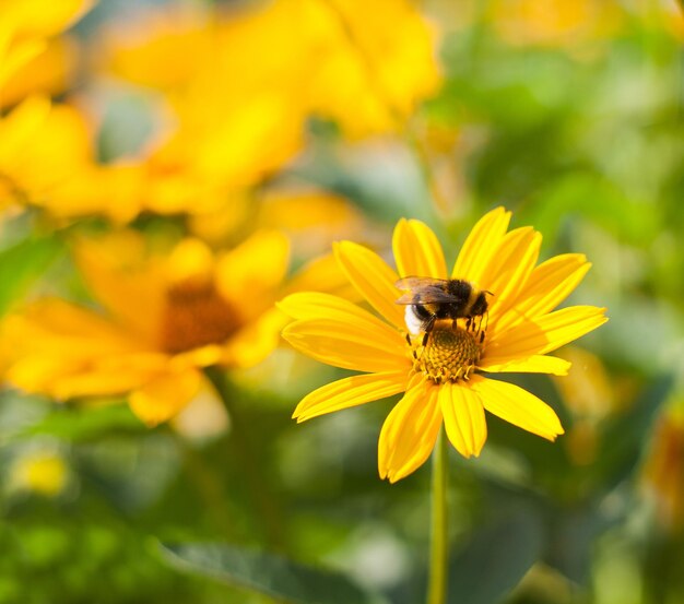 He is sitting on a yellow daisy Bee