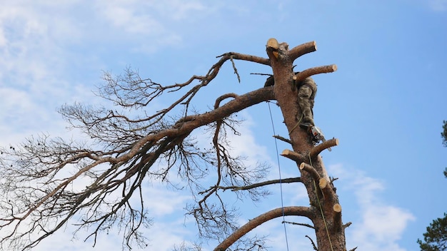 Photo he is using a chainsaw and he is walking on a trunk man in a tree sawing him with a chainsaw