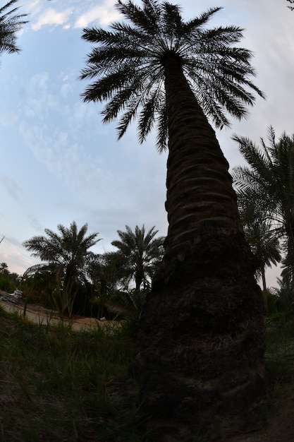 he palm tree the date palm or the date palm tree is a tree belonging to the Armadillo family