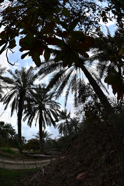 A palma la palma da datteri o palma da datteri è un albero appartenente alla famiglia degli armadillo