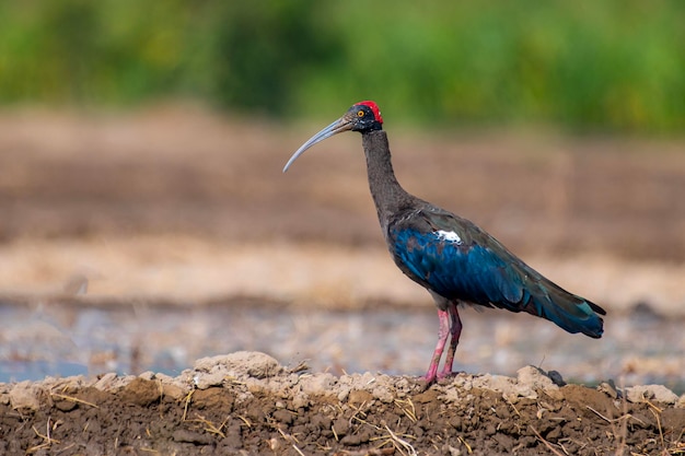 White Ibis Identification, All About Birds, Cornell Lab of Ornithology Bird, Orn