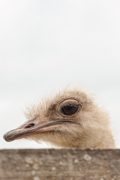 The head of an African ostrich A flightless bird Animal themes