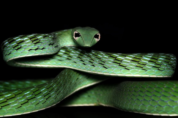 Head of Asian vine-snake closeup with black background