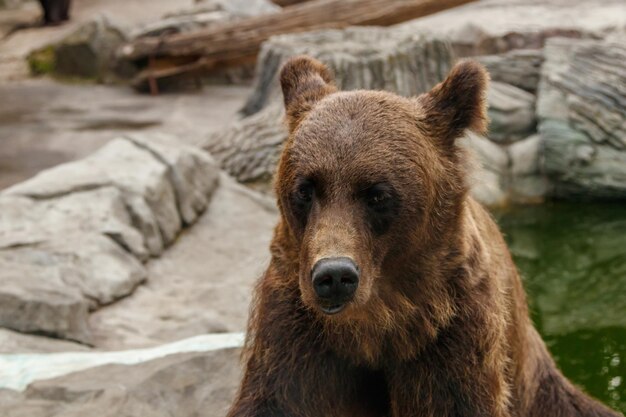 Testa di un bellissimo orso bruno