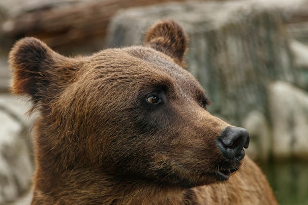 美しいヒグマの頭