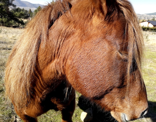 the head of a beautiful brown horse with blond hair in profile