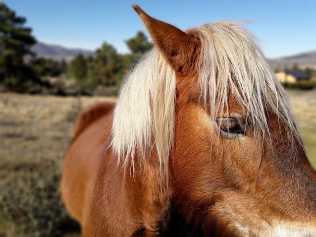 the head of a beautiful brown horse with white hair