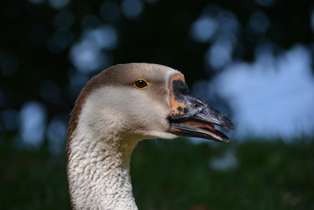 Head of a beautiful goose