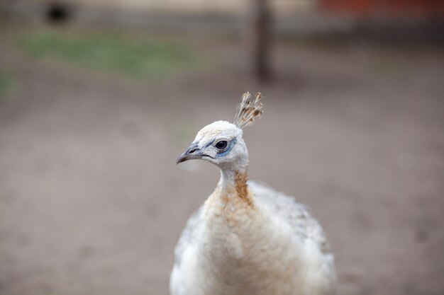 The head of a beautiful white peacock closeup in the zoo