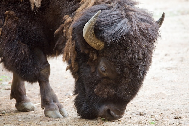 Head of bison (close-up)