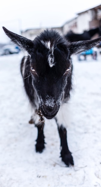 Head of a black goat in winter