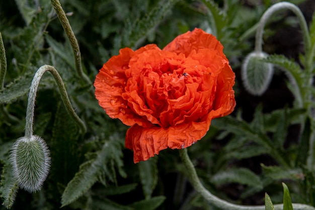 Head of a blooming poppy flower