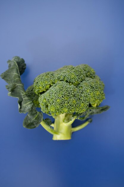 Head of broccoli on a blue background closeup Fresh green broccoli top view