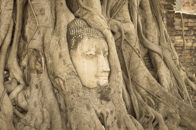 Глава статуи Будды в корнях деревьев в храме Ват Махатхат