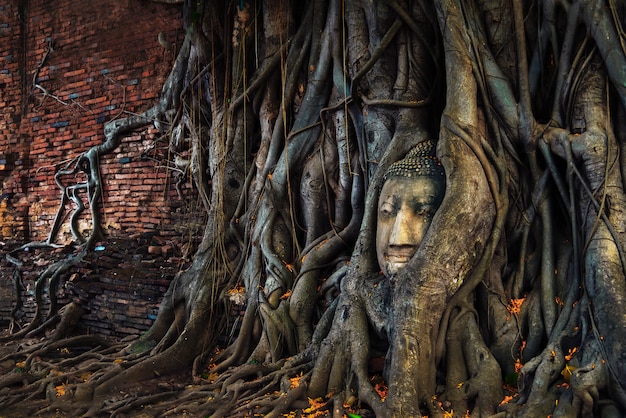 Testa di buddha nelle radici dell'albero al wat mahathat ayuthaya, tailandia.