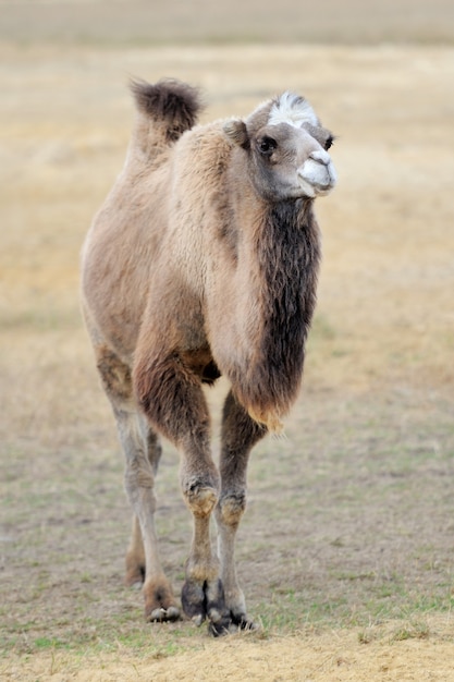 Head of a camel on nature