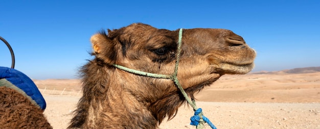 Head of camelsin the desert