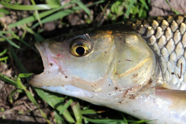 Голова пойманной рыбы лежит на траве