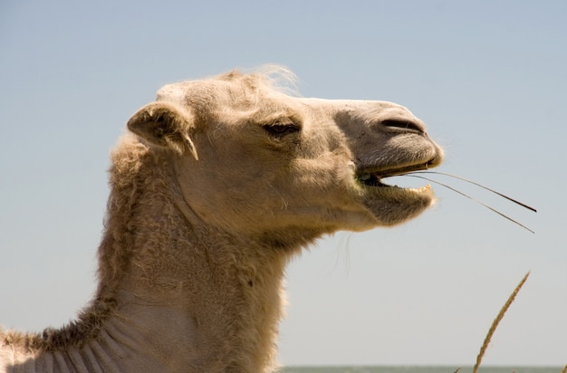 Photo head chewing camel