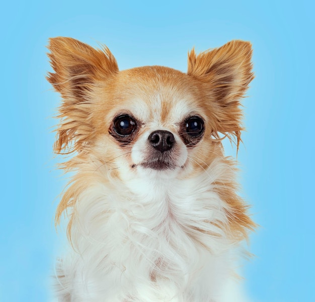 Head of chihuahua in front of blue background