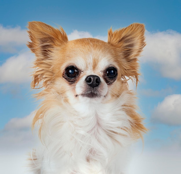 Head of chihuahua in front of sky background